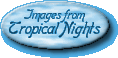 Tropical Nights